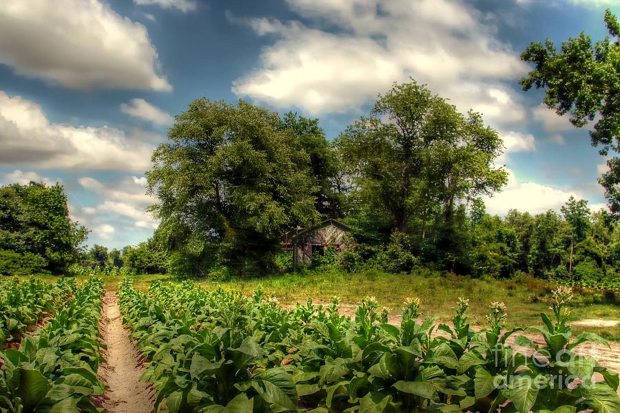 North Carolina Tobacco Farm Photograph by Benanne Stiens