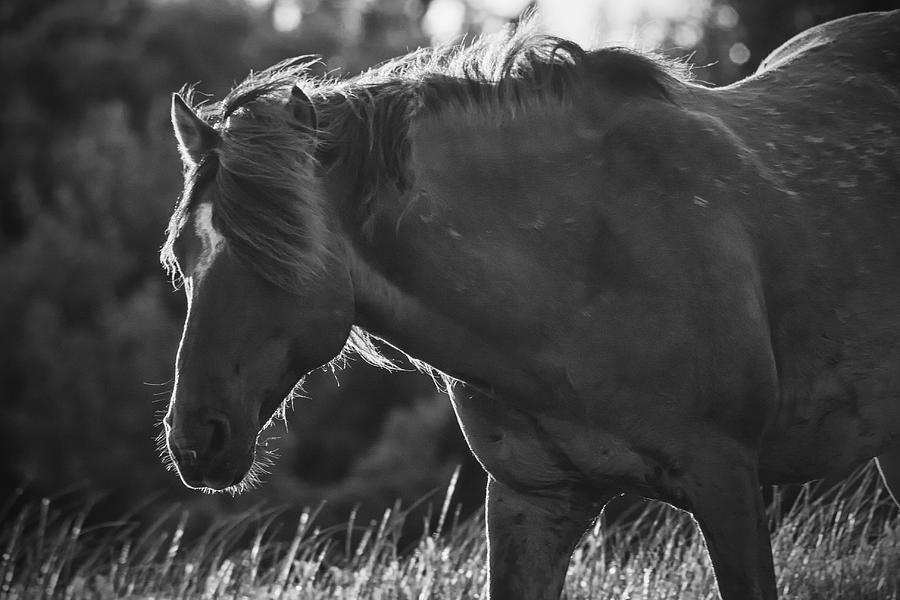 North Carolina Wild Horse Photograph by Bob Decker