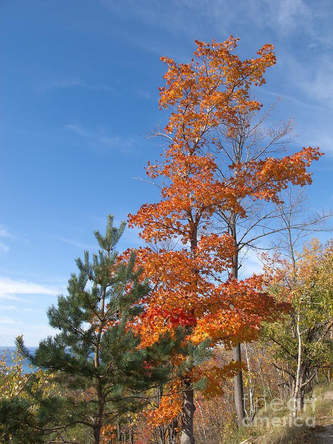 Tree Photograph - North Country Autumn by Ann Horn