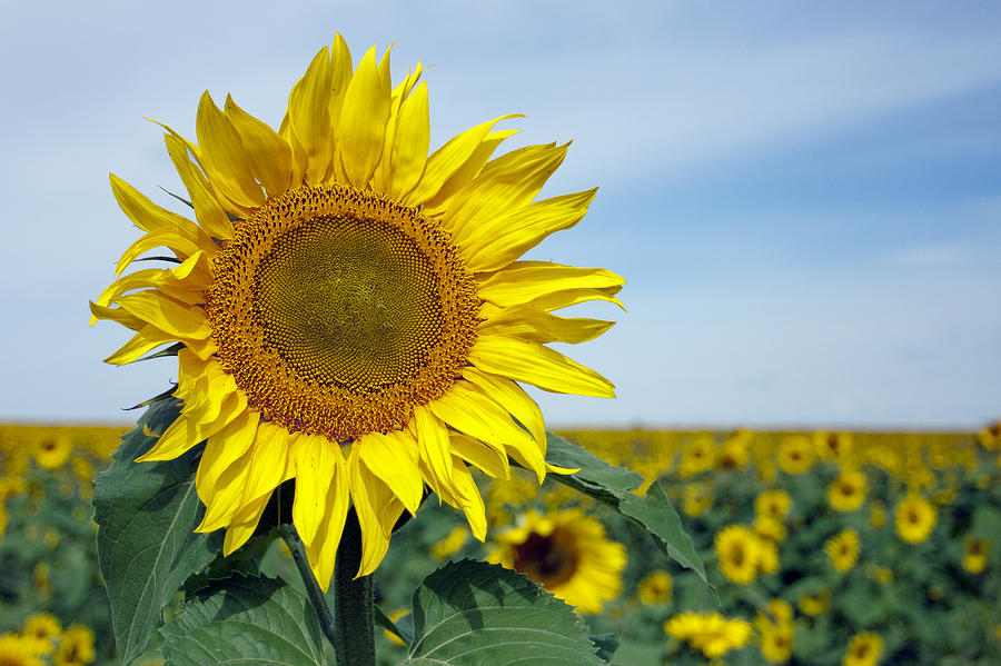 Tips For Visiting Sunflower Fields