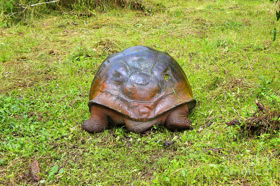 North End Of Galapagos Giant Tortoise Going South Photograph by Al ...