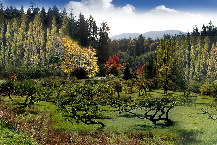 North End Orchard Photograph by Lyn Perry - Pixels