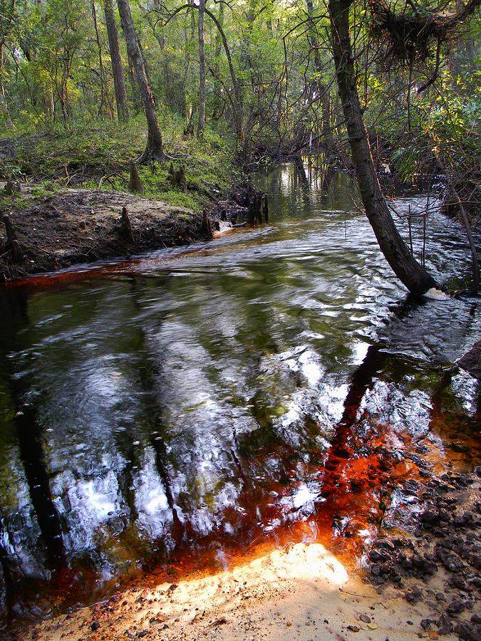North Florida Creek 2 Photograph by Warren Thompson