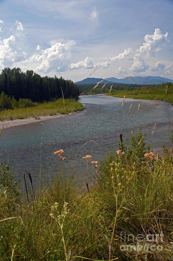 North Fork of the Flathead River Photograph by Cindy Murphy - NightVisions 