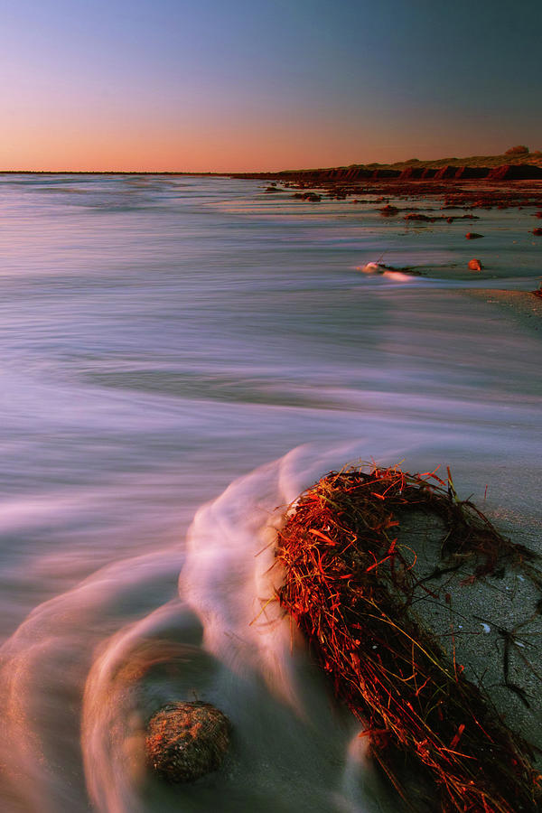 North Haven Kelp Photograph by Edmund Khoo Photography