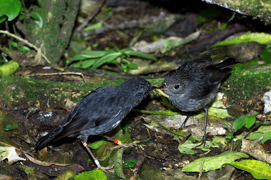 North Island Robin Photograph by Science Photo Library North Island Robin Photograph by Science Photo Library