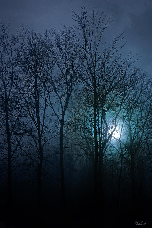 Tree Photograph - North Ledge Blue by Cole Scott