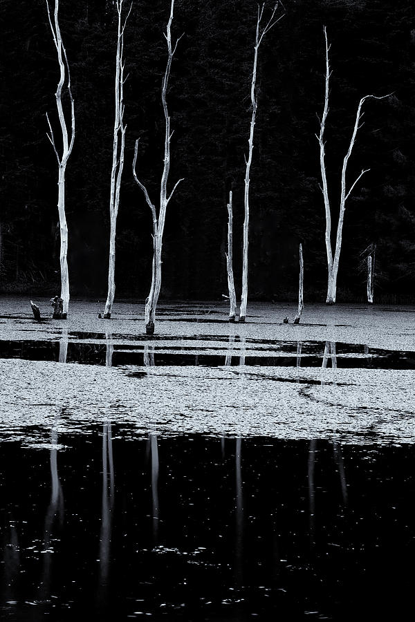 North Pond Twilight Photograph by Tom Singleton