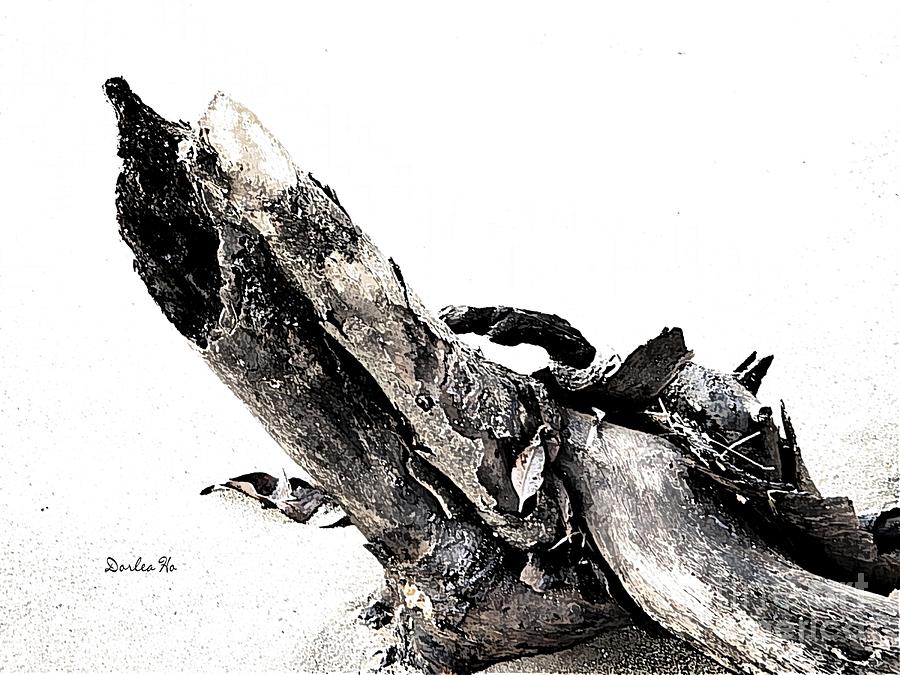 North Shore Driftwood Digital Art by Dorlea Ho