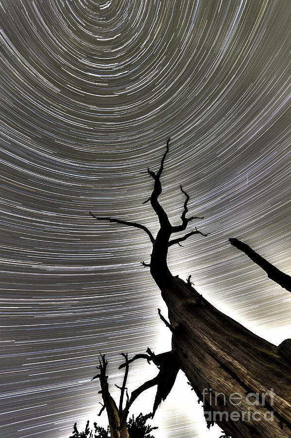 Nature Photograph - North Star Dead Tree HDR Spiral by Trekkerimages Photography