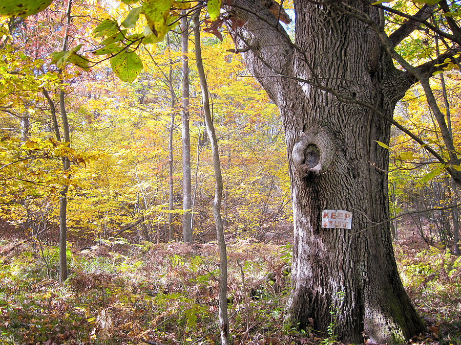 Tree Photograph - North Woods Guardian by Mary Lee Dereske