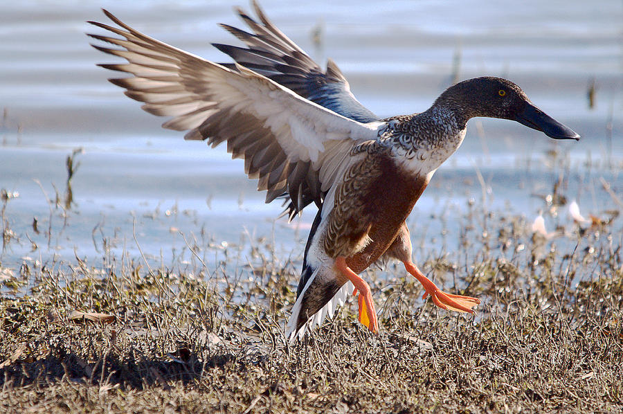 Norther Shoveler Landing Photograph by Roy Williams - Fine Art America