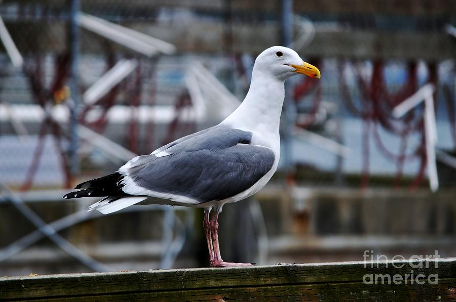 Fish Photograph - Northern American Gull by M J