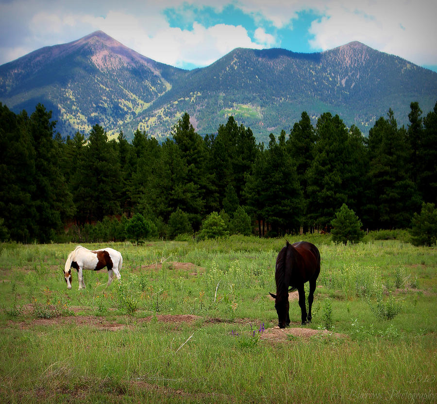 Northern Arizona Horse Ranch Photograph by Aaron Burrows