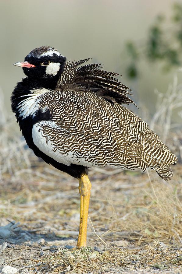 Northern Black Korhaan Photograph by Science Photo Library Northern Black Korhaan Photograph by Science Photo Library