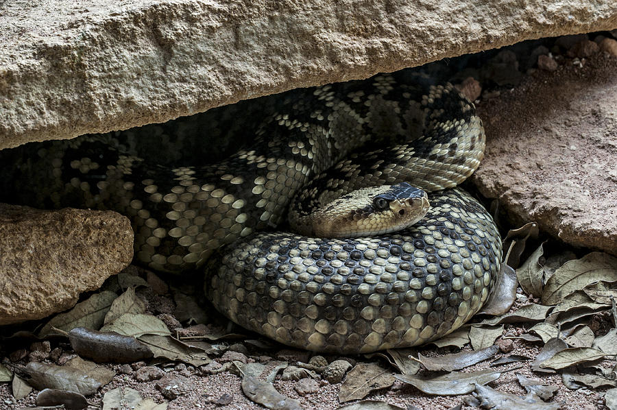 Northern black-tailed rattlesnake 2 Photograph by Arterra Picture Library