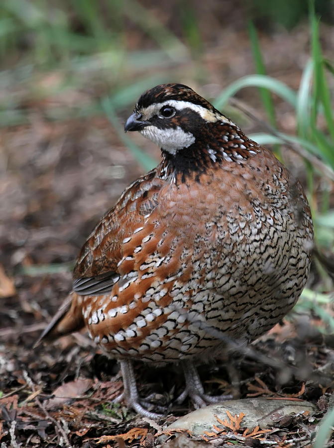 Northern Bobwhite Photograph by Angie Vogel