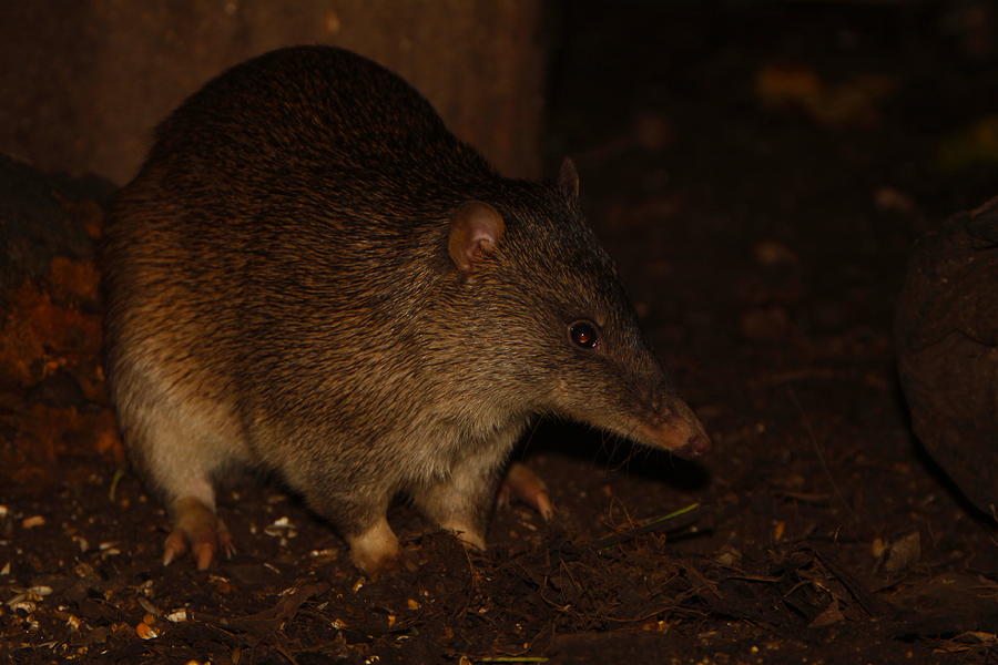 Northern Brown Bandicoot Photograph by Bruce J Robinson