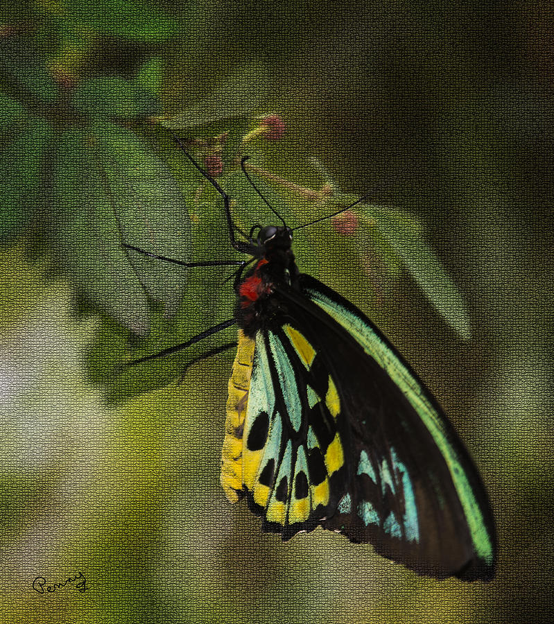 Northern Butterfly Photograph by Penny Lisowski