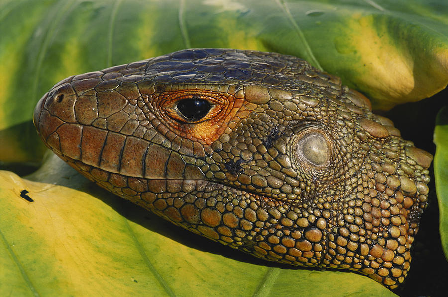 Northern Caiman Lizard Photograph by Karl H. Switak