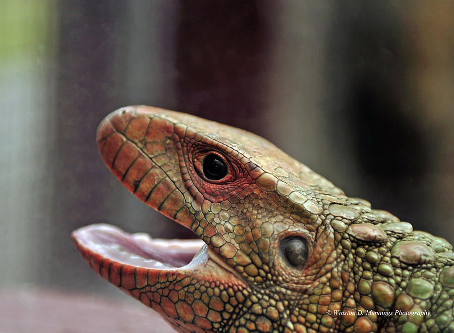 Northern Caiman Lizard Photograph by Winston D Munnings