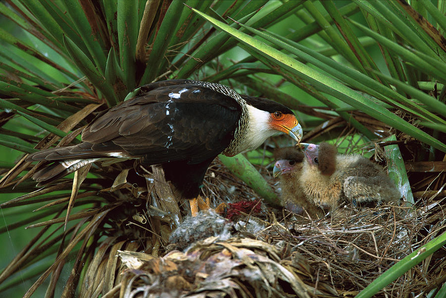 Northern Caracara Feeding Chicks Photograph by Tom Vezo