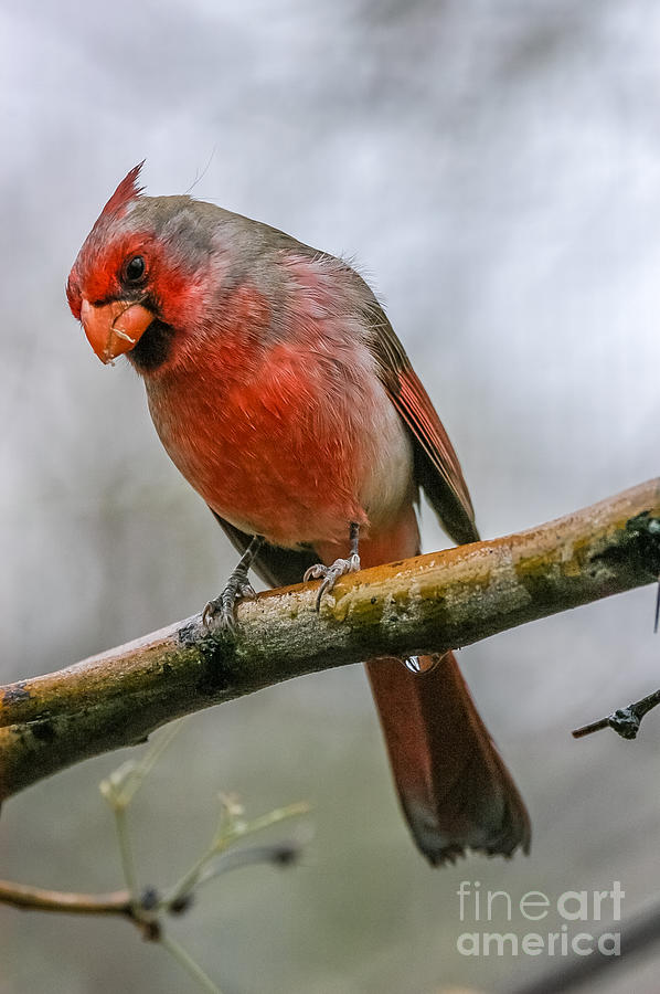 Northern Cardinal 2 Photograph by Al Andersen
