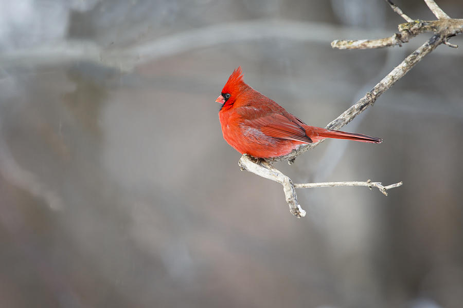 Northern Cardinal 2 Photograph by Gary Hall