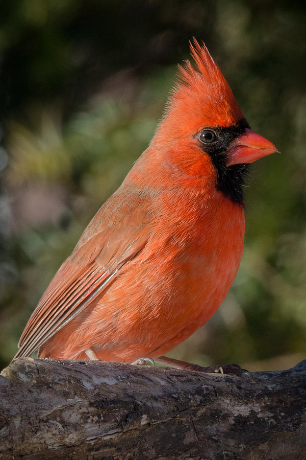 Northern Cardinal 2 Photograph by Kenneth Cole