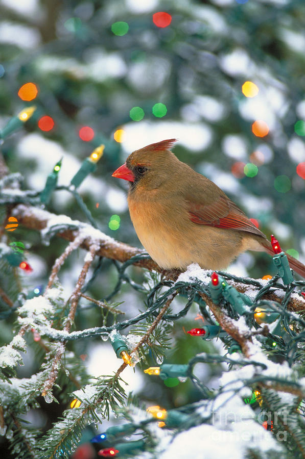 Northern Cardinal And Christmas Lights Photograph by Steve Maslowski