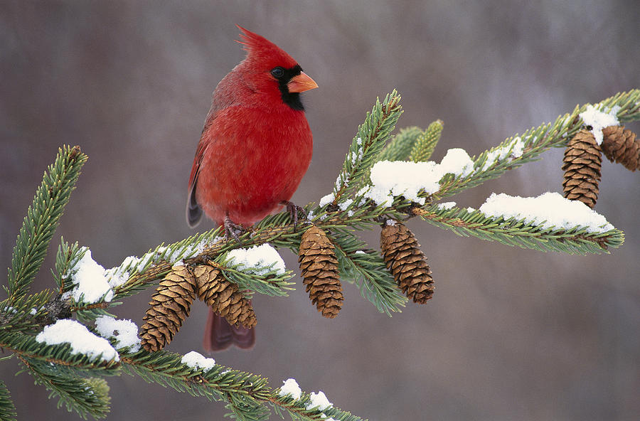 Cardinal and Pine Cones Photograph by Steve Gettle