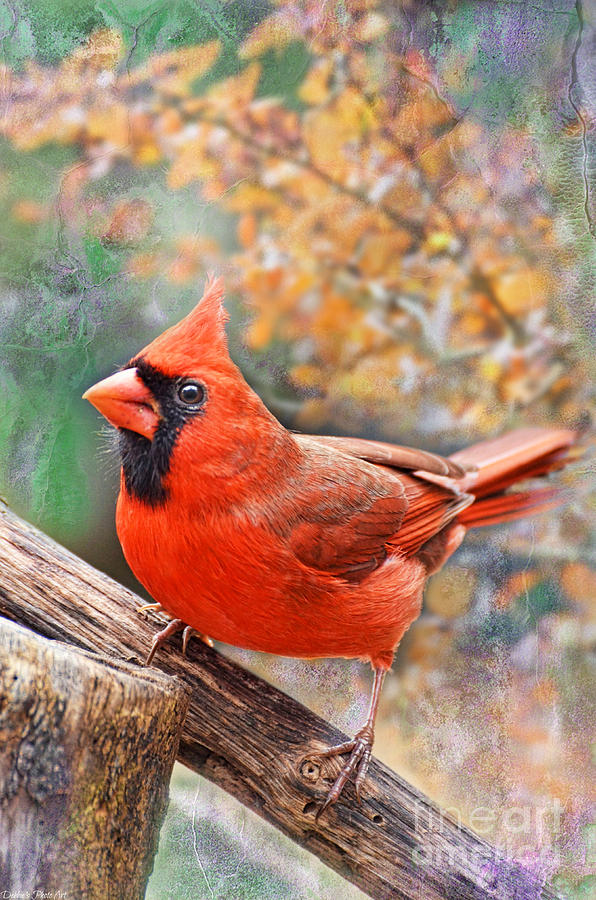 Cardinal Photograph - Northern Cardinal Autumn Day by Debbie Portwood