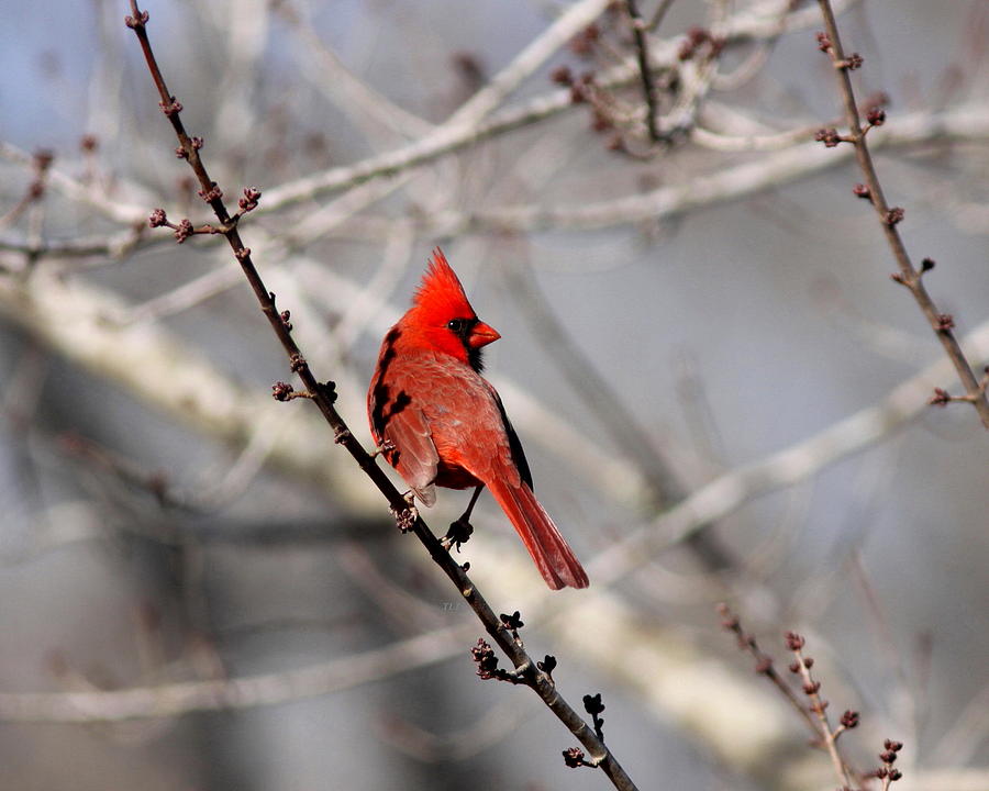 Cardinal Photograph - Northern Cardinal - Beautiful Morning by Travis Truelove