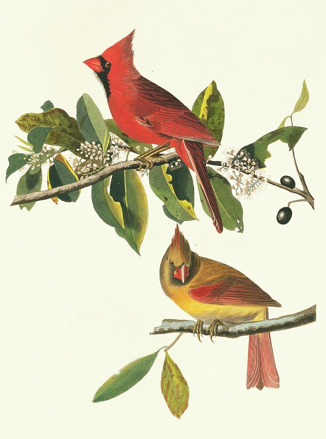 Northern Cardinal Birds Photograph by Natural History Museum, London/science Photo Library