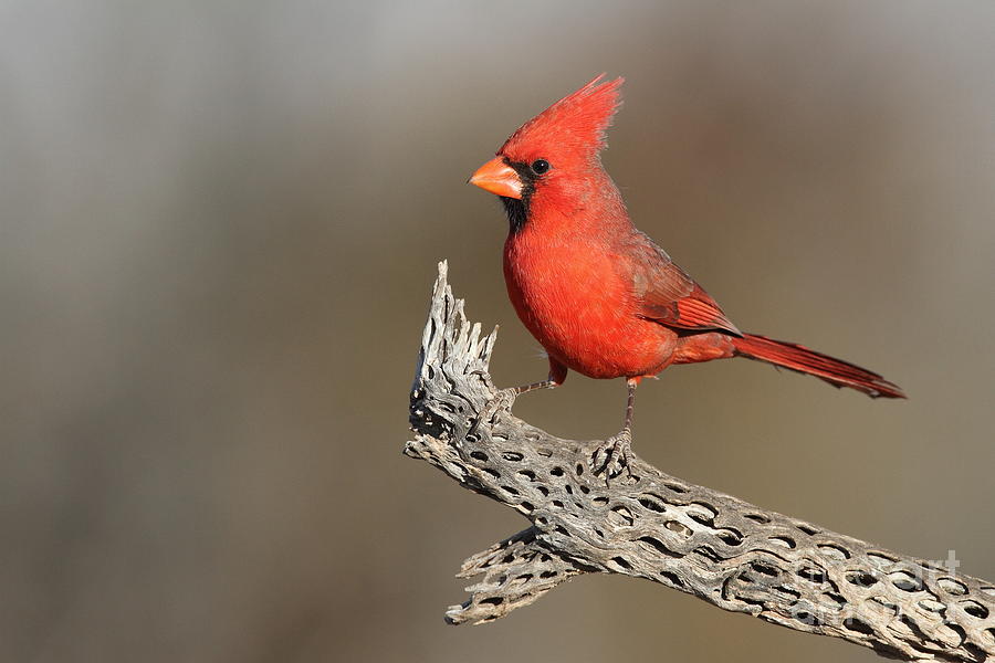 Northern cardinal Photograph by Bryan Keil