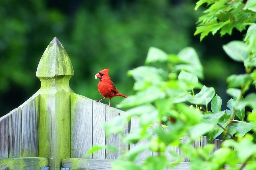 Northern Cardinal (cardinalis Cardinalis) Photograph by Maria Mosolova/science Photo Library
