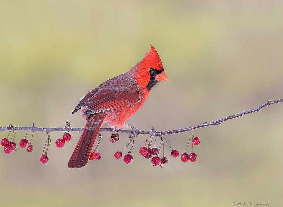 Northern Cardinal Photograph by Daniel Behm