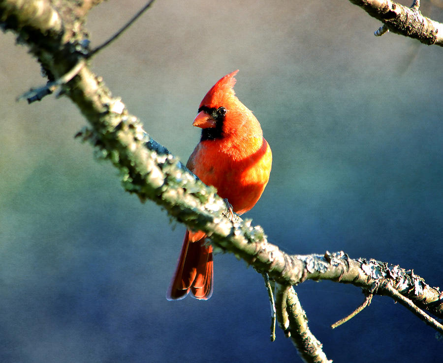 Northern Cardinal Photograph by Deena Stoddard