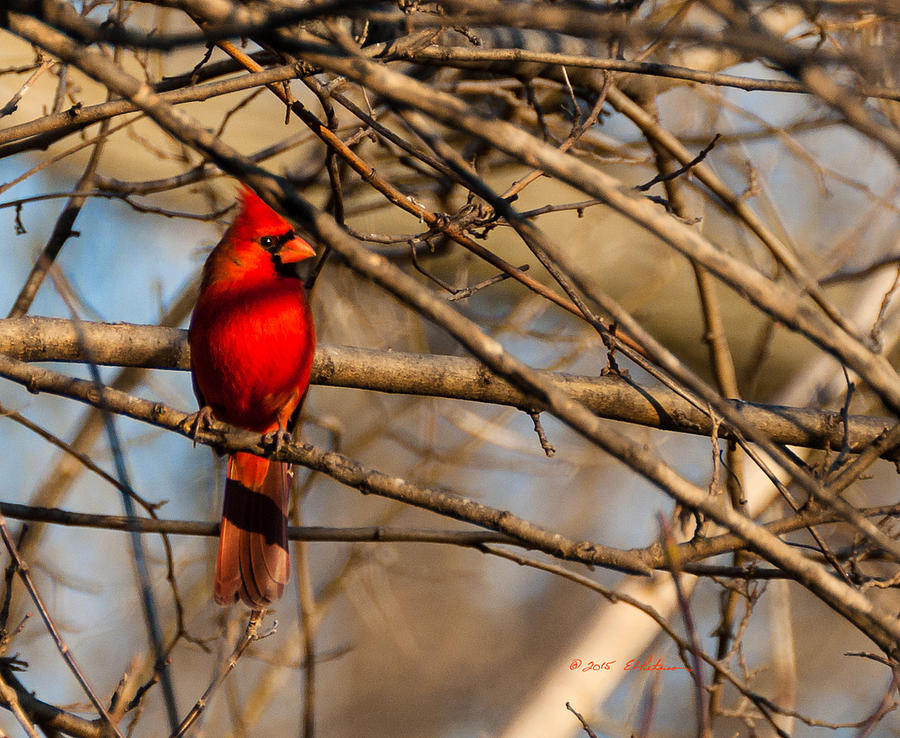 Northern Cardinal Photograph by Ed Peterson