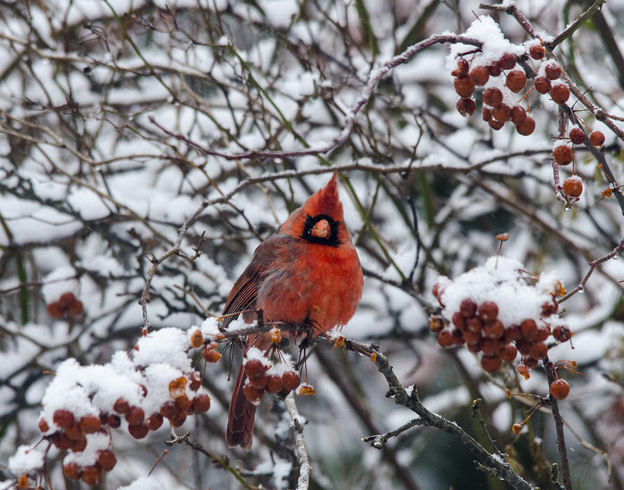 Northern Cardinal embracing winter Photograph by Carolyn Hall
