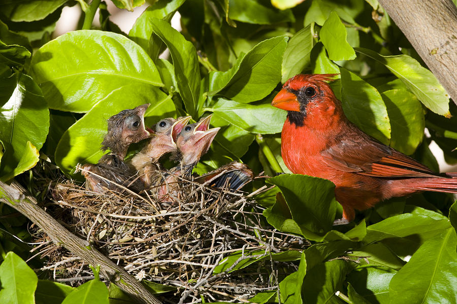 Northern Cardinal Father And Chicks Photograph by Tom Vezo