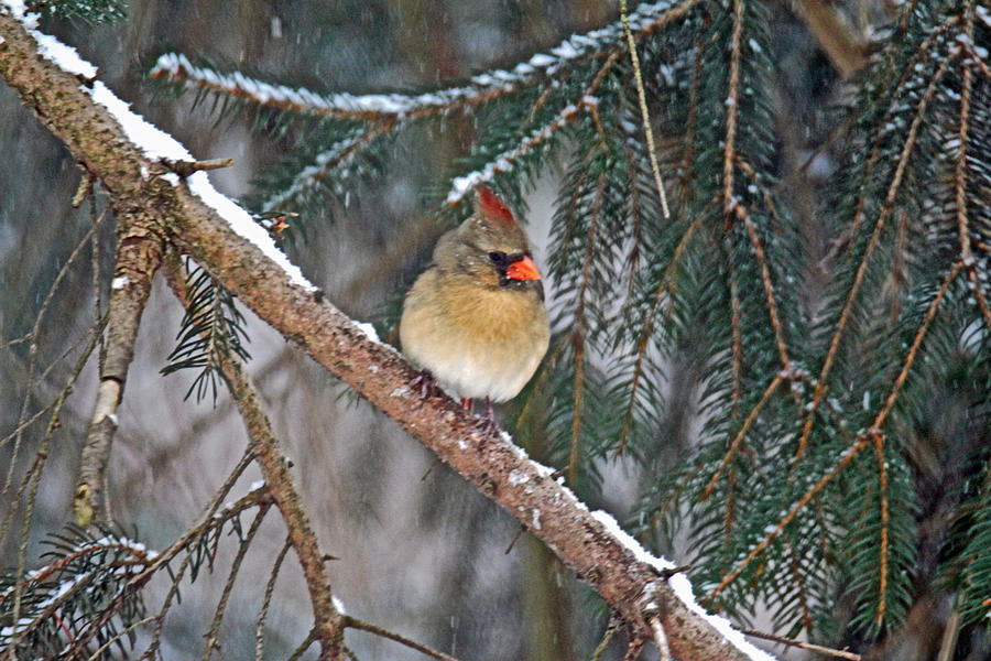 Northern Cardinal - Female - Cardinalis cardinalis Photograph by Carol Senske