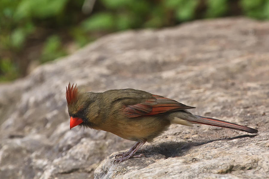 Northern Cardinal - Female Photograph by Gary Hall