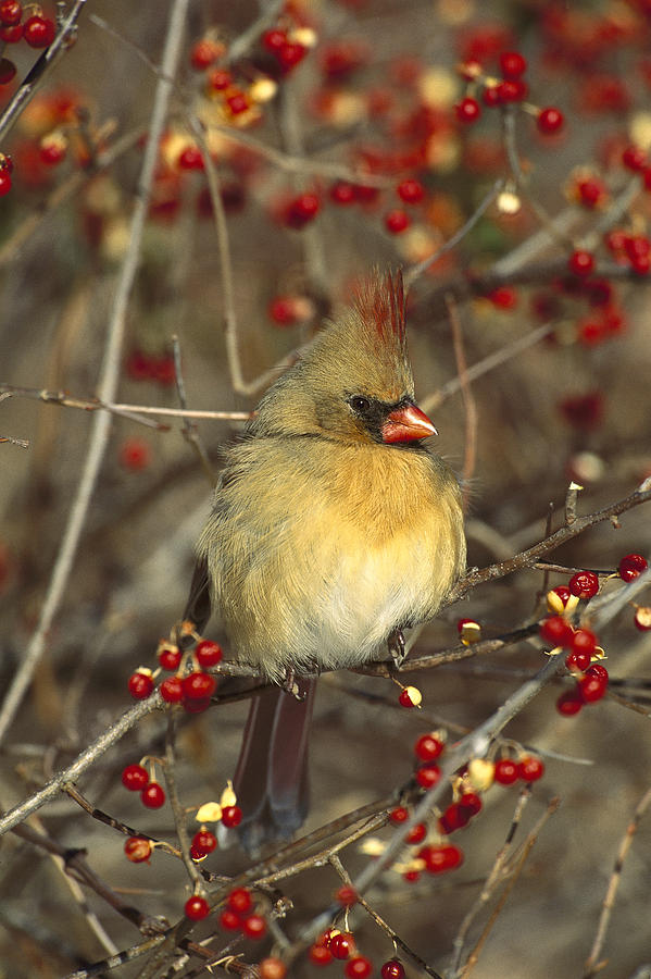 Northern Cardinal Female In Bittersweet Photograph by Tom Vezo