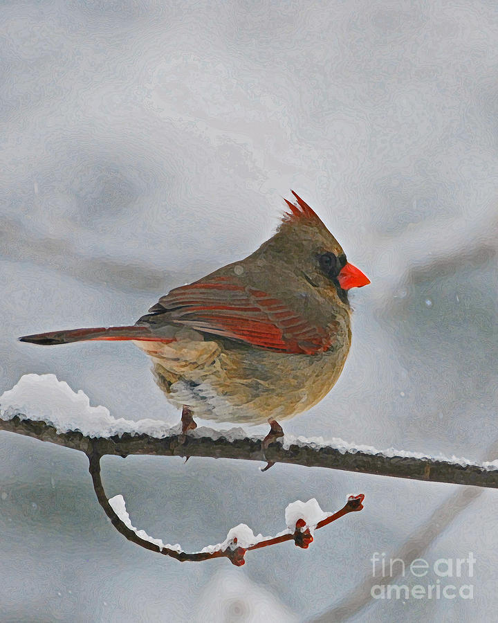 Northern Cardinal Female Photograph by Lila Fisher-Wenzel