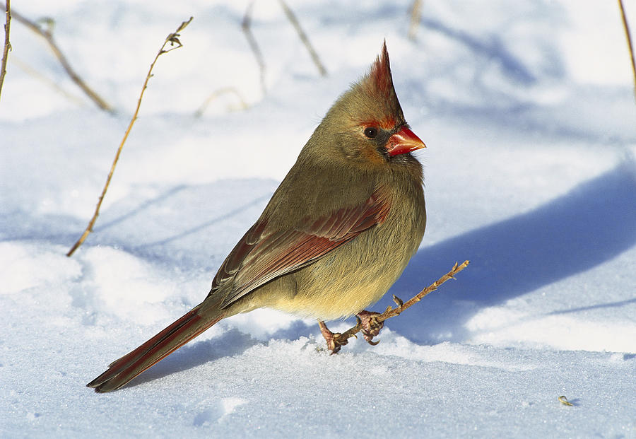Northern Cardinal Female On Snow Photograph by Tom Vezo