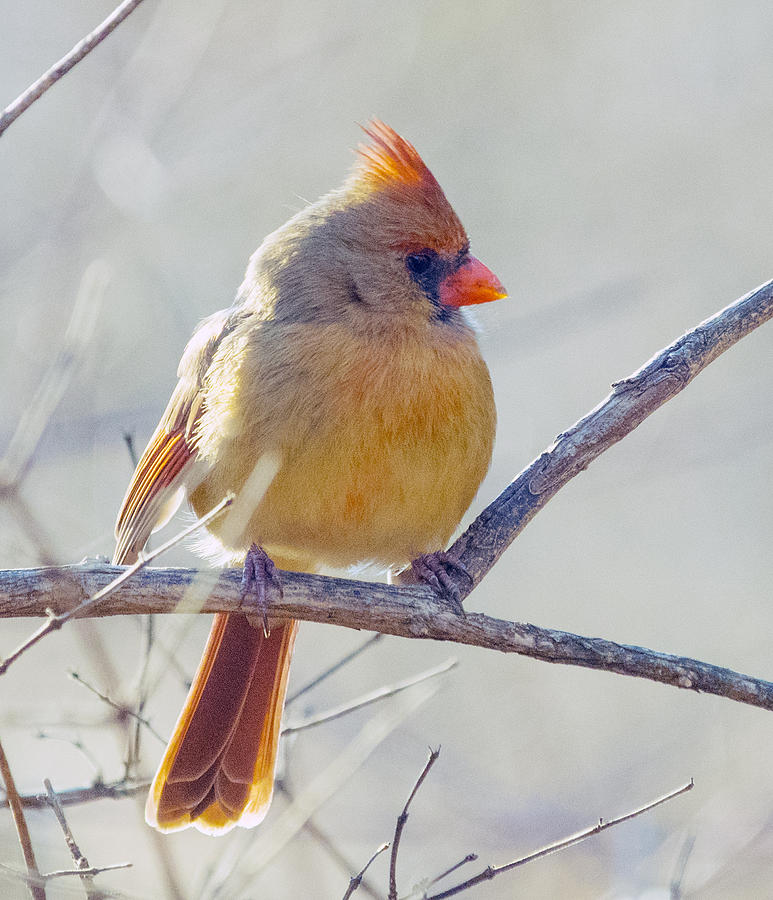Northern Cardinal Female Photograph by Paul Ross