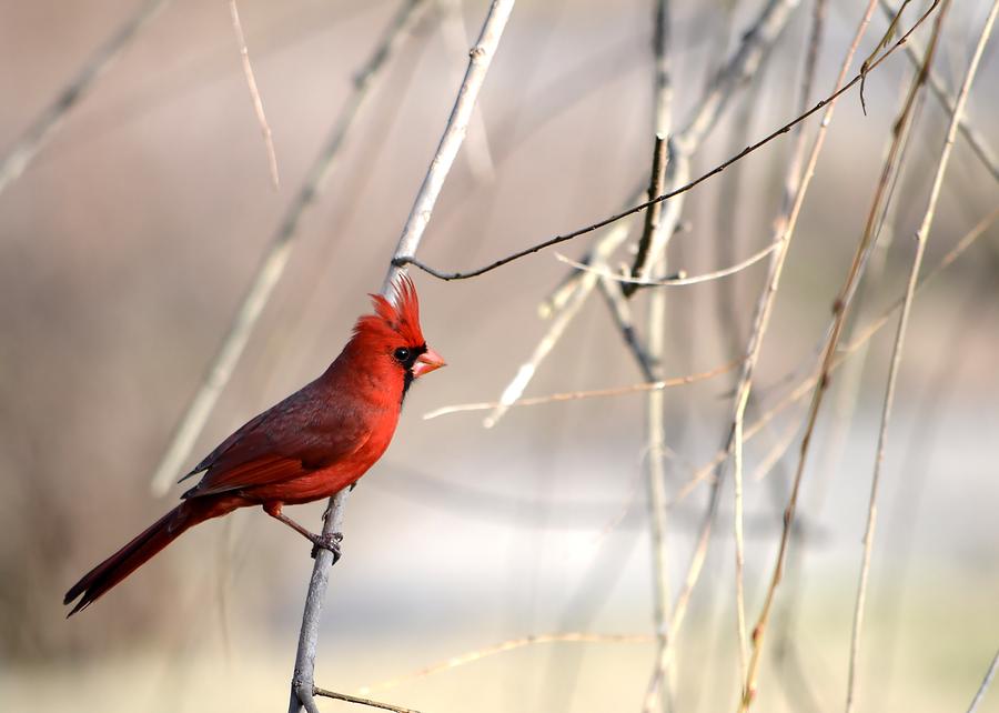 Northern Cardinal II Photograph by Deena Stoddard