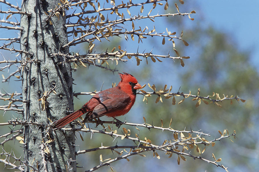 Northern Cardinal In Cactus Arizona Photograph by Konrad Wothe