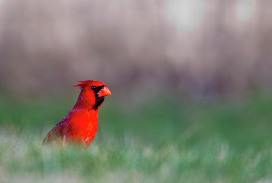 Cardinal Photograph - Northern Cardinal In Loup County by Chuck Haney